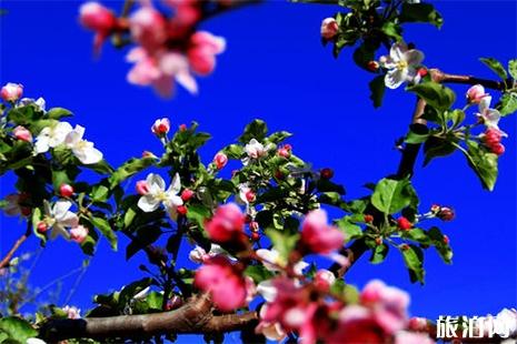 永春哪里能看到桃花