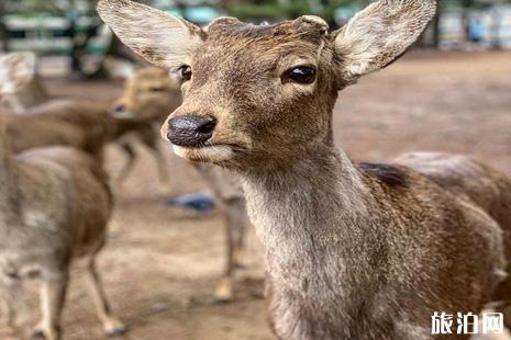 日本鹿咬人创新高 奈良喂鹿攻略