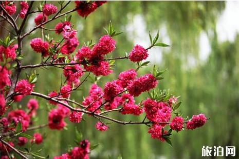 2019福州赏花攻略 福州赏花地图