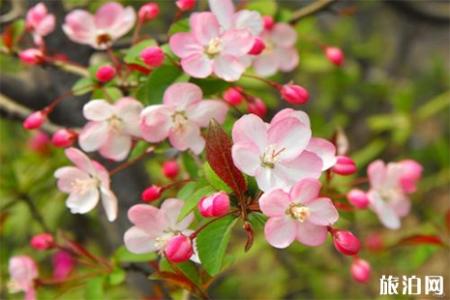 2019福州赏花攻略 福州赏花地图