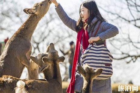 从大阪怎么到奈良喂鹿+鹿饼购买 奈良喂鹿的地方在哪里