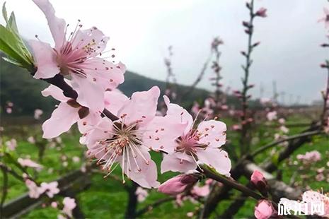 宁波赏花地方有哪些 宁波赏花地图