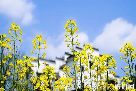 宁波赏花地方有哪些 宁波赏花地图