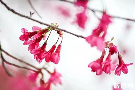 泉州開元寺櫻花何時開