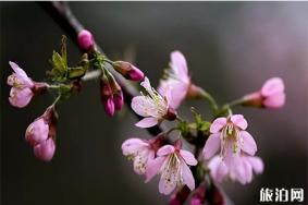 泉州在哪能看樱花 泉州樱花观赏地盘点