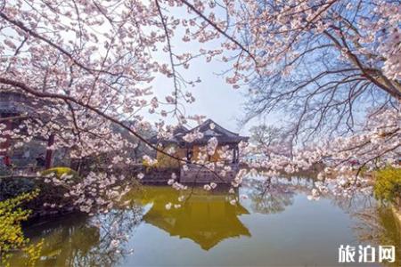 2019鼋头渚樱花节时间 赏樱花攻略