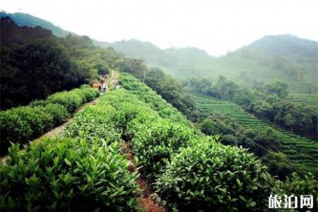 杭州西湖春天登山攻略(附路线)