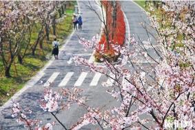2019太湖园博园樱花节时间 3月16日至31日