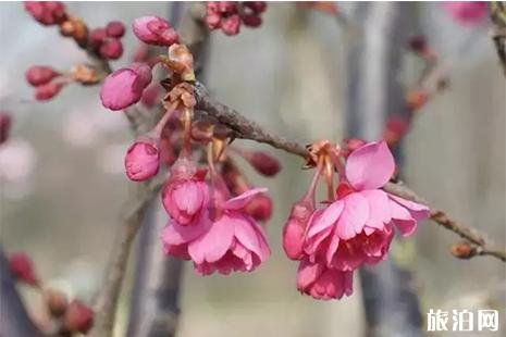 2019大连樱花节时间+门票+攻略