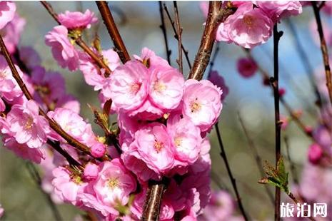 2019踏春賞花自駕游地點推薦