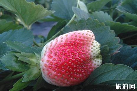 韶关周边摘草莓的地方