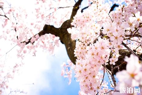 日本樱花前线2019时间+推荐地点+美食推荐