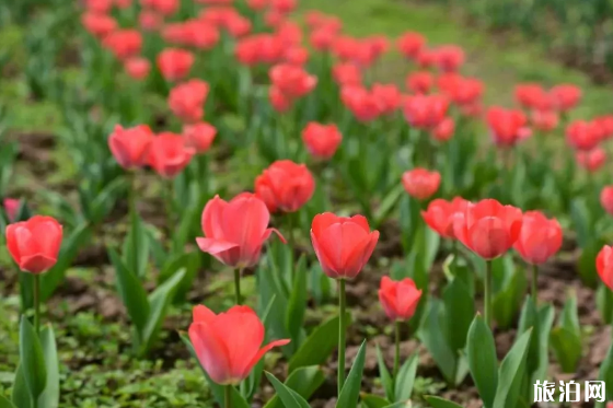 重庆赏花好去处 2019重庆赏花地点+票价+花期