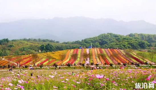 重庆赏花好去处 2019重庆赏花地点+票价+花期