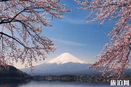 日本神奈川的樱花、富士山的樱花、日本东北地区樱花介绍