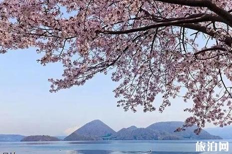 日本神奈川的樱花、富士山的樱花、日本东北地区樱花介绍