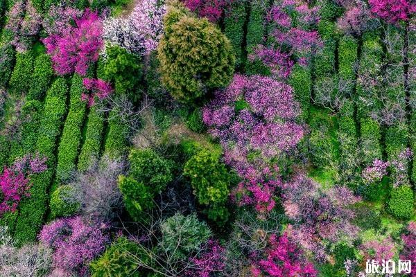 2019南京国际梅花节攻略(时间+门票+地址+交通指南)