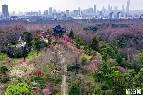 2019南京國際梅花節攻略(時間+門票+地址+交通指南)