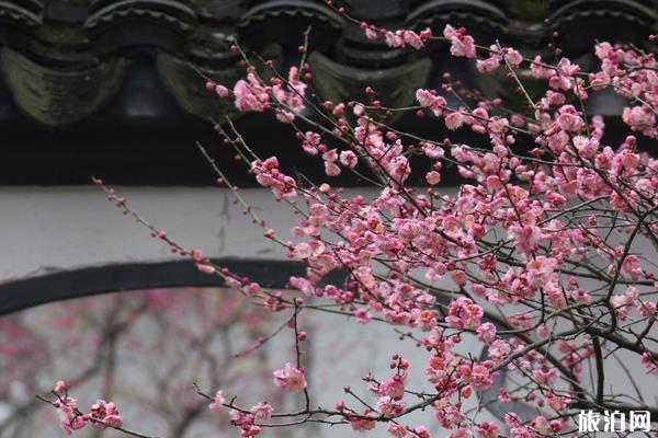 2019南京國際梅花節攻略(時間+門票+地址+交通指南)