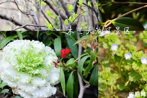 武汉春天看花的地方有哪些