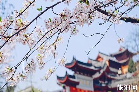 南京鸡鸣寺樱花开了吗2022