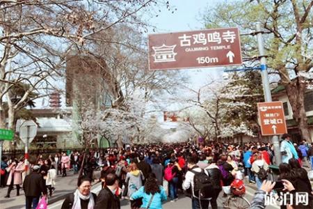 南京鸡鸣寺樱花开了吗2022