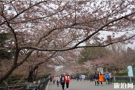 青岛中山公园樱花什么时候开2022