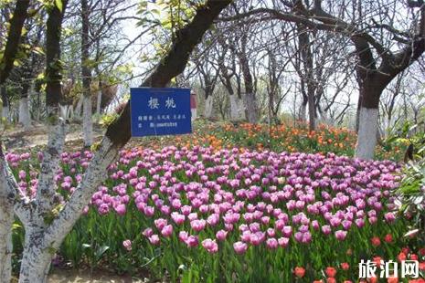 2019合肥植物园春季花展2月23日至4月23日