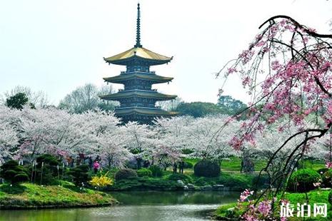 2019武汉东湖樱花节时间 门票+游玩攻略