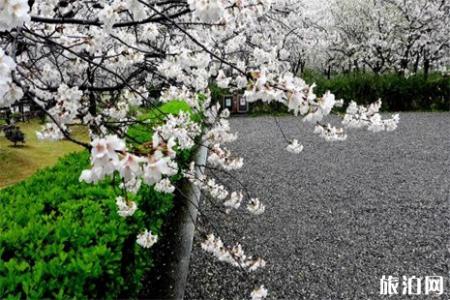 2019武汉东湖樱花节时间 门票+游玩攻略