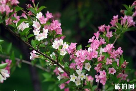 3月重庆赏什么花+花期+观赏地点推荐