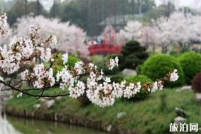 云南樱花观赏地推荐 附花种介绍和地点推荐