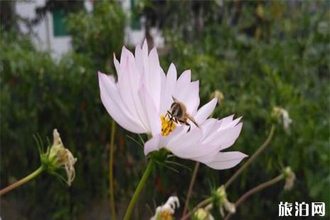 全球花季時間表