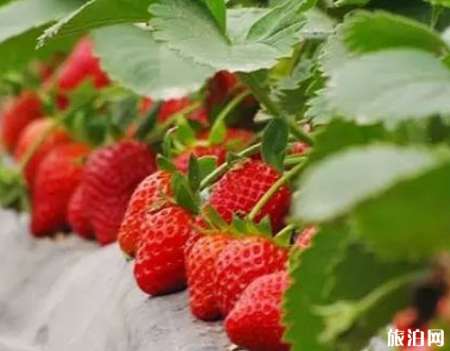 武汉哪里有摘草莓的 2019武汉摘草莓好去处+交通