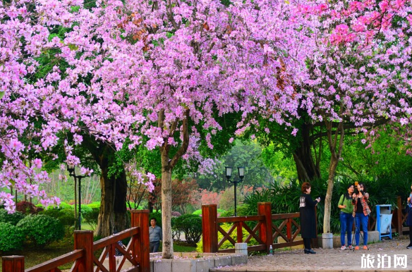 4月广州去哪赏花 广州4月赏花的地方