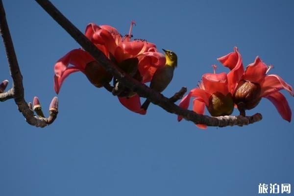广州四月份看花的地方有哪些