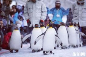 旭山动物园企鹅散步时间 旭山动物园门票+在哪里+介绍