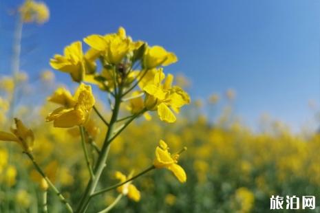 4月广州去哪赏花 广州4月赏花的地方