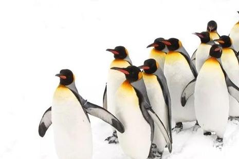 北海道企鹅公园游玩攻略