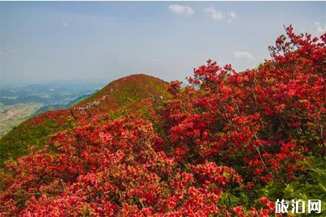 2019贵州龙泉山杜鹃花花期 时间 地点