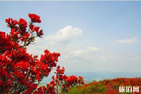 2019贵州龙泉山杜鹃花花期 时间+地点