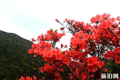 2019贵州龙泉山杜鹃花花期 时间+地点