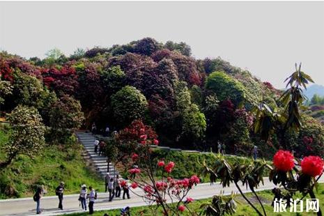 百里杜鵑國家森林公園門票多少錢