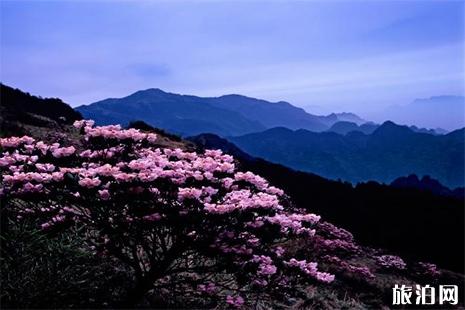 神龙架高山杜鹃什么时候开