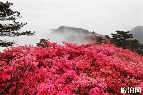 2019南宁大明山杜鹃花开了 门票+花期