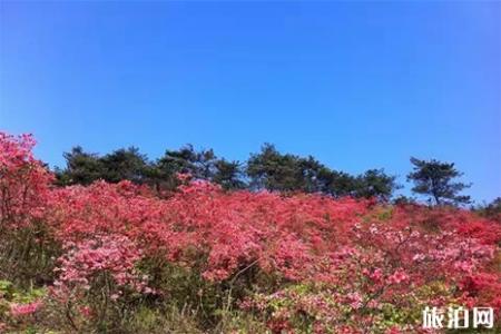 密云哪里能看杜鹃花