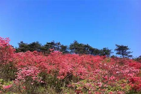 湖南常宁赏花的地方