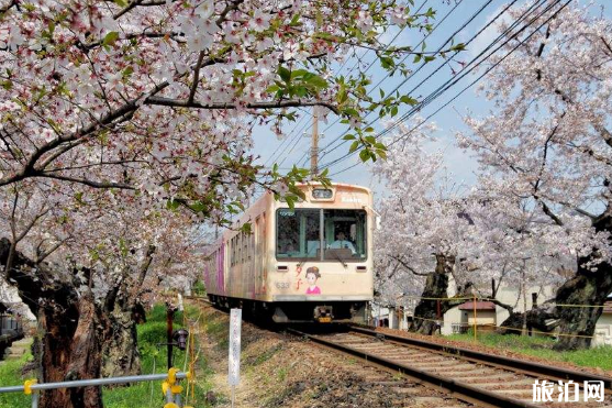 2019岚电樱花隧道地址+门票+花期