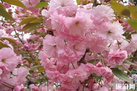 2022重庆南山植物园樱花开了吗