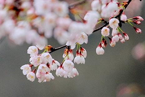 无锡鼋头渚樱花节2019开放时间+门票价格+最佳观赏地点
